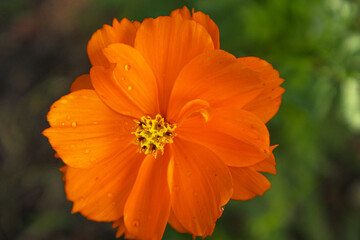 orange cosmos flower in the garden