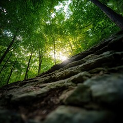 Fototapeta premium sunlight filtering through trees in a serene forest setting