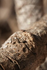Macro close up of a bark on a tree branch