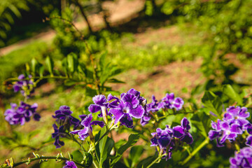 Duranta Repens flowers in the garden