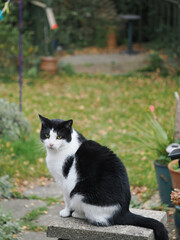 a cute white and black pet cat vertical crop format