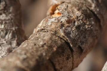 Super Macro close up of a bark