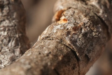 Fototapeta premium macro close up of a tree trunk