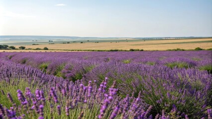 A tranquil meadow filled with vibrant purple lavender swaying gently in the breeze, purple lavender, wildflower field, sun setting over hills, floral arrangement
