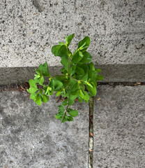 Close-up of the light green, fresh leaves of the Euphorbia peplus plant. Garden spurge growing...