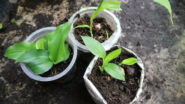 three plants of herbal plants in a pot. the differences between ginger, galangal and turmeric plants. shoots of herbal plants.