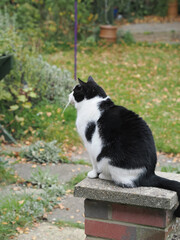 a cute white and black pet cat vertical crop format