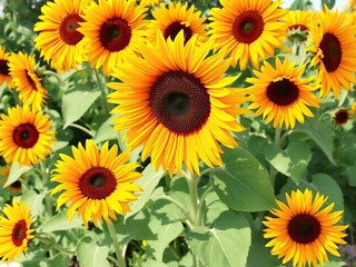 Obraz premium Blooming Sunflowers in a Watercolor Garden, outdoor decor,