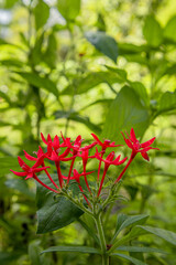Fototapeta premium red Pentas lanceolata flower selective focus stock image 