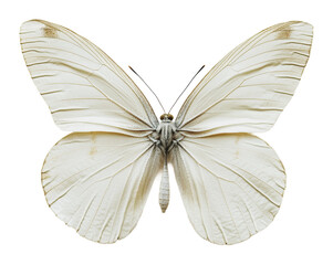 Fototapeta premium PNG White butterfly resting with wings spread wide