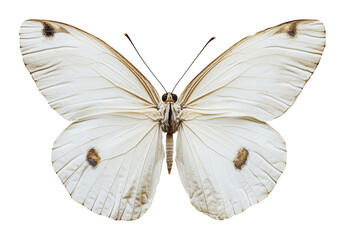 Fototapeta premium PNG White butterfly resting with open wings in nature