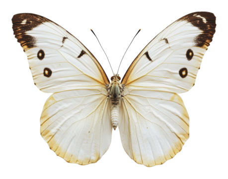 PNG Quiet white butterfly with black markings