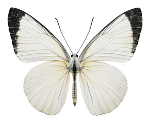 Fototapeta premium PNG Graceful white butterfly with black tips