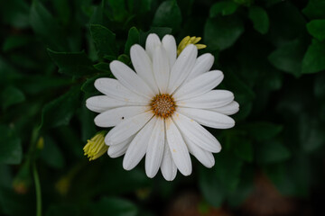 A white flower with a yellow center is in the foreground of a green background