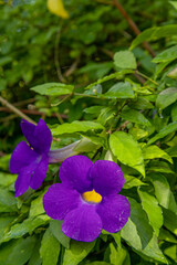 Thunbergia erecta flower in the garden