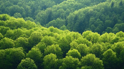 Obraz premium Aerial view of lush green treetops displaying the diverse textures and vibrant colors of forest canopies in a serene natural landscape.
