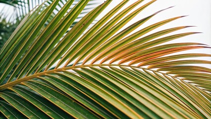 Fototapeta premium Close-up of tropical palm leaf with veined structure and vibrant colors, leaf patterns, leaf anatomy, nature close-up
