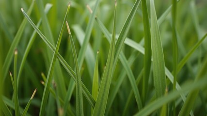 Obraz premium Close-up shot of individual blades of grass, close up, textures