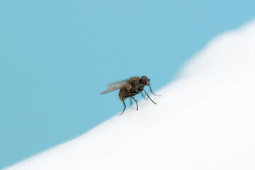 A fly is on a white surface