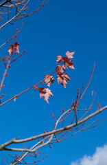 A leafy tree branch with a blue sky in the background