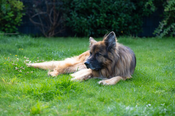 A large dog is laying on the grass in a yard