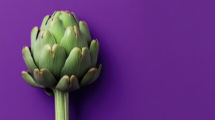 Fototapeta premium Vibrant green artichoke resting on a solid purple background, accentuating its natural beauty and intricate petal details.