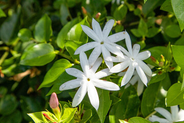 star Jasmine flowers in the garden stock image