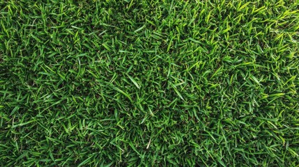 Close-up of lush, vibrant green grass showcasing dense texture and healthy blades in natural light.