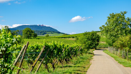 sunny slopes of the vineyard in Alsace