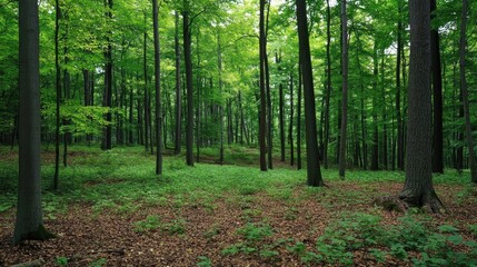 Obraz premium Lush green forest with dense foliage and a rich carpet of autumn leaves on the forest floor creates a serene and vibrant woodland scene.