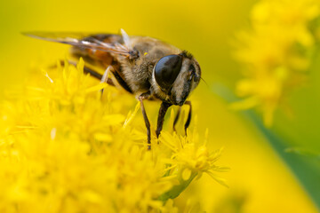 Schwebfliege auf einer Bienenweide