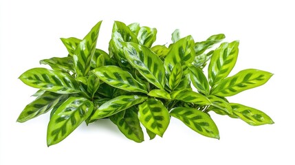 Lush Maranta Leuconeura Fascinator plant featuring vibrant green leaves with striking patterns against a clean white background