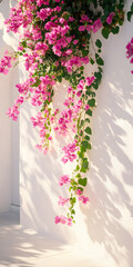 Obraz premium Bougainvílea subindo uma parede branca