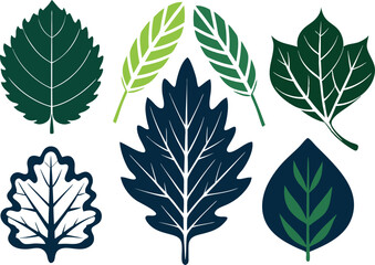 Obraz premium Vector Silhouette Icon Set of Oak and Summer Leaves in Green Tones