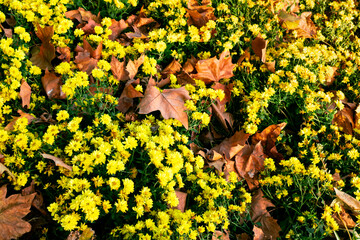 yellow flowers in the spring