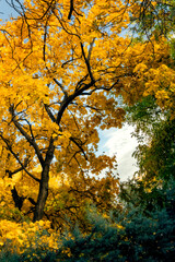 Trees in yellow with the sky 