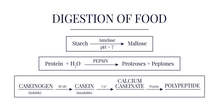 Digestion of Food