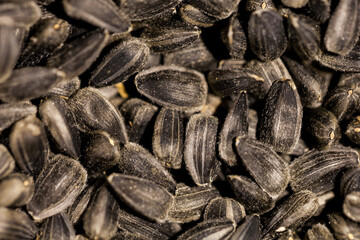sunflower seeds in hard side light