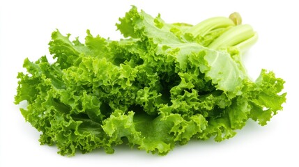 Fototapeta premium Close-up of vibrant green endive showcasing its crisp, frilly leaves against a clean white background, emphasizing its fresh appearance and texture.