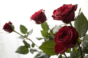 Dark red roses with green leaves against a bright white background with a soft focus effect, peaceful scene, soft focus dark red roses, elegant flowers