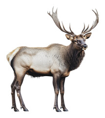 Fototapeta premium PNG Majestic elk standing proudly in a snowy landscape
