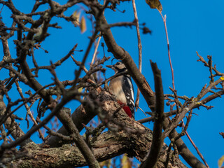 Great Spotted Woodpecker Perched on Tree Branch in Natural Habitat