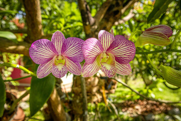 pink orchid in the garden stock image