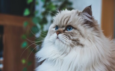 Obraz premium Fluffy cat portrait. Majestic feline with striking blue eyes, embodying elegance and serenity. A symbol of grace and companionship.