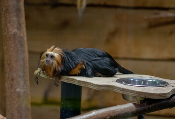 Golden-Headed Lion Tamarin monkey
