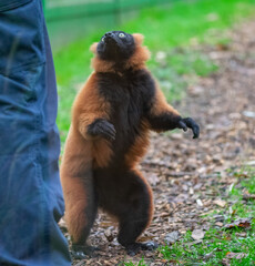 Red ruffed lemur begging for a grape from his keeper © amavcoffee