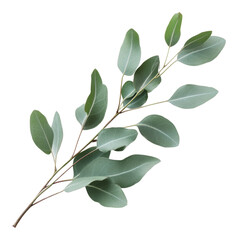 Fototapeta premium PNG Eucalyptus leaves for natural decor