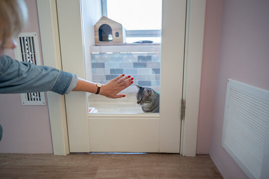 Unrecognizable woman hand on glass door of cat hotel room, gently saying goodbye to cat. Owner leaves pet in professional care for short stay, trusting facility for safety and comfort during absence
