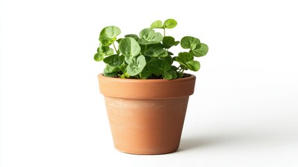 Obraz premium Fresh and vibrant potted watercress plant thriving in a rustic terracotta pot against a clean white backdrop, showcasing lush green leaves.