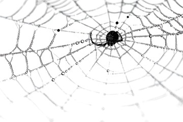 Obraz premium Spider web with dewdrops on white background.